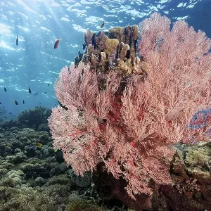Red sea fan (Melithaea) gorgonian with open polyps in backlight on coral reef