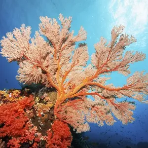 Red sea fan (Melithaea) gorgonian with open polyps in backlight on coral reef