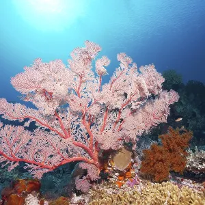 Red sea fan (Melithaea) gorgonian with open polyps in backlight on coral reef
