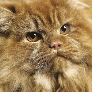 Red Self Persian Domestic Cat laying against Black Background Red Self Persian Domestic Cat laying against Black Background