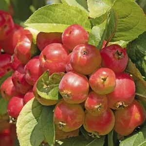 Red Sentinel crabapple
