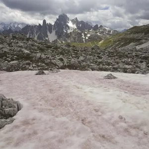 Red Snow or Watermelon Snow Red Snow or Watermelon Snow