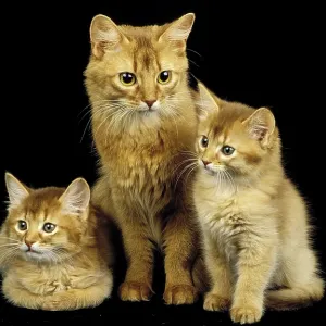 Red Somali domestic cat, mother and kittens against black background
