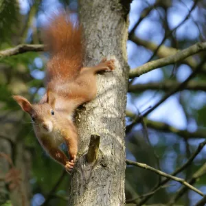 A red squirrel climbs down from the tree and watches with interest A red squirrel climbs down from the tree and watches with interest