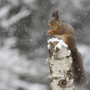 Red squirrel (Sciurus) feeding on a dead birch tree during snowfall Red squirrel (Sciurus) feeding on a dead birch tree during snowfall