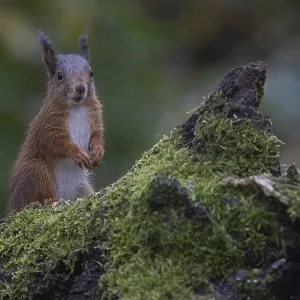Red squirrel (Sciurus) looking out from behind a rootstock Red squirrel (Sciurus) looking out from behind a rootstock