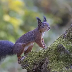 Red squirrel (Sciurus) on a rootstock Red squirrel (Sciurus) on a rootstock