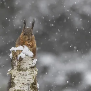 Red squirrel (Sciurus) sitting on a dead birch tree during snowfall Red squirrel (Sciurus) sitting on a dead birch tree during snowfall