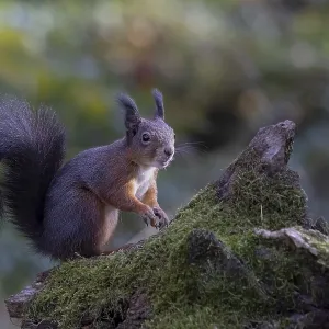 Red squirrel (Sciurus) sitting on a rootstock Red squirrel (Sciurus) sitting on a rootstock