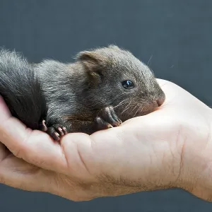 Red Squirrel (Sciurus vulgaris)