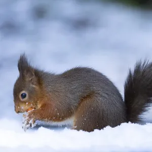 Red squirrel (Sciurus vulgaris) adult animal collecting a hazel nut in snow in winter Red squirrel (Sciurus vulgaris) adult animal collecting a hazel nut in snow in winter