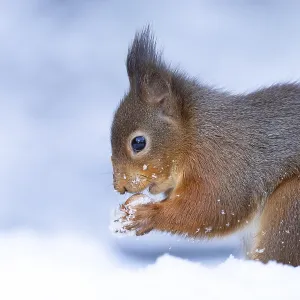 Red squirrel (Sciurus vulgaris) adult animal eating a hazel nut in snow in winter Red squirrel (Sciurus vulgaris) adult animal eating a hazel nut in snow in winter