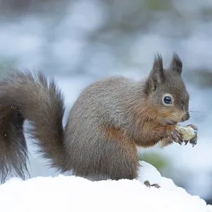 Red squirrel (Sciurus vulgaris) adult animal eating a nut in snow in winter Red squirrel (Sciurus vulgaris) adult animal eating a nut in snow in winter