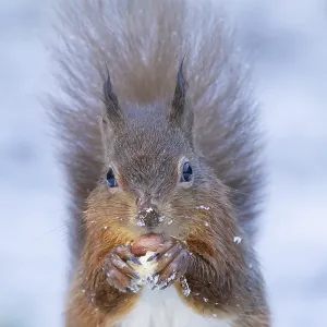 Red squirrel (Sciurus vulgaris) adult animal feeding on a nut in snow in winter Red squirrel (Sciurus vulgaris) adult animal feeding on a nut in snow in winter