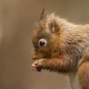 Red squirrel (Sciurus vulgaris) adult animal feeding on a nut in winter Red squirrel (Sciurus vulgaris) adult animal feeding on a nut in winter