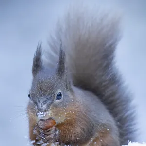 Red squirrel (Sciurus vulgaris) adult mammal carrying a nut in its mouth in snow in winter Red squirrel (Sciurus vulgaris) adult mammal carrying a nut in its mouth in snow in winter