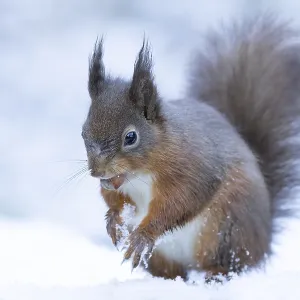 Red squirrel (Sciurus vulgaris) adult mammal carrying a nut in its mouth in snow in winter Red squirrel (Sciurus vulgaris) adult mammal carrying a nut in its mouth in snow in winter