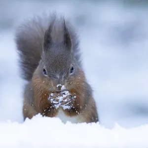 Red squirrel (Sciurus vulgaris) adult mammal eating a nut in snow in winter Red squirrel (Sciurus vulgaris) adult mammal eating a nut in snow in winter