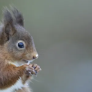 Red squirrel (Sciurus vulgaris) adult mammal eating a nut in winter Red squirrel (Sciurus vulgaris) adult mammal eating a nut in winter