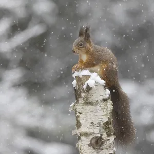 Red squirrel in snowfall on dead birch Red squirrel in snowfall on dead birch
