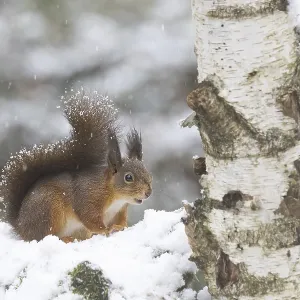 Red squirrel in snowfall on a snowy rootstock Red squirrel in snowfall on a snowy rootstock