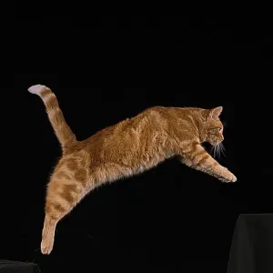 Red Tabby Domestic Cat, Adult Leaping against Black Background Red Tabby Domestic Cat, Adult Leaping against Black Background