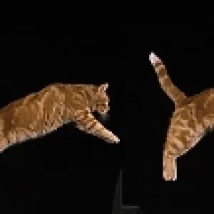 Red Tabby Domestic Cat, Adult Leaping against Black Background Red Tabby Domestic Cat, Adult Leaping against Black Background
