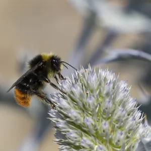 Red tailed bumblebee (Bombus lapidarius) adult bee insect feeding on Sea holly flowers in summer
