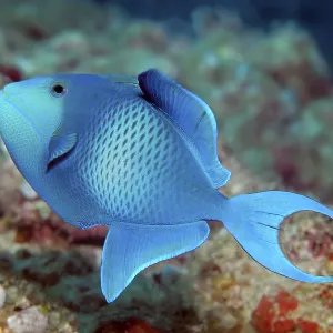 Red-toothed triggerfish or blue triggerfish (Odonus niger)