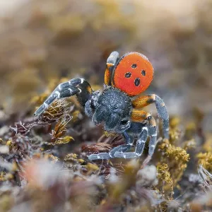 Red tubular spider, Eresus kollari