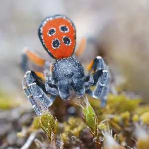 Red tubular spider, Eresus kollari