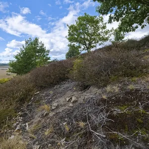 Red tubular spider habitat, Eresus kollari