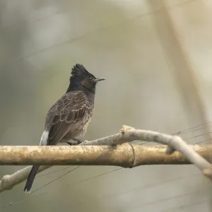 Un Bulbul de Cuello Rojo (Pycnonotus cafer) en una rama de un árbol, Sreepur, Gazipur, Bangladesh.