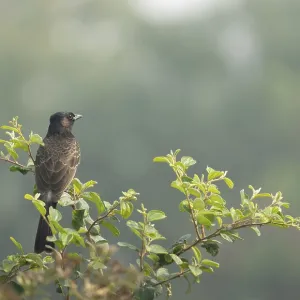 Un Bulbul de Garganta Roja (Pycnonotus cafer) en una rama de árbol