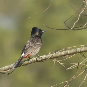 Un Bulbul de Vientre Rojo (Pycnonotus cafer) en una rama de árbol, Sreepur, Gazipur, Bangladesh