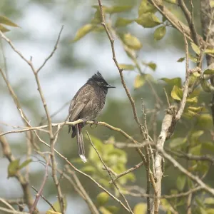 Un Bulbul de Cuello Rojo (Pycnonotus cafer) en una rama de árbol, Sreepur, Gazipur, Bangladesh