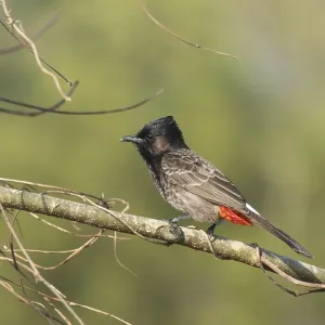 Un Bulbul de Garganta Roja (Pycnonotus cafer) en una rama de un árbol, Sreepur, Gazipur, Bangladesh.