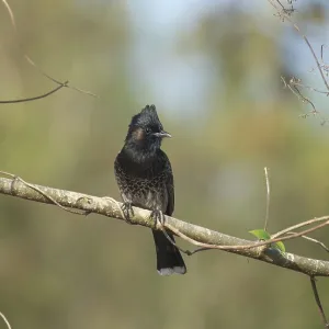 Un Bulbul de Garganta Roja (Pycnonotus cafer) en un rama de árbol, Sreepur, Gazipur, Bangladesh.