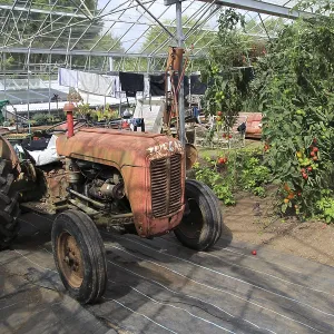 Red vintage tractor inside large glasshouse Red vintage tractor inside large glasshouse