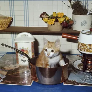 Red and White Domestic Cat, Kitten standing in Saucepan Red and White Domestic Cat, Kitten standing in Saucepan