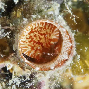 A Red and White Giant Worm Snail Print, Croatia A Red and White Giant Worm Snail Print, Croatia