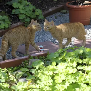 Red young felidae in the garden