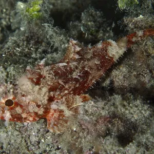 Mediterranean Scorpionfish Print - House Reef, Croatia Mediterranean Scorpionfish Print - House Reef, Croatia