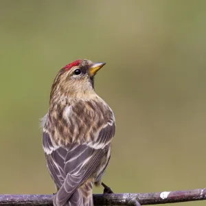 Redpoll (Carduelis flammea) closeup on a branch Redpoll (Carduelis flammea) closeup on a branch