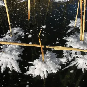 Reed and ice crystals frozen lake Reed and ice crystals frozen lake