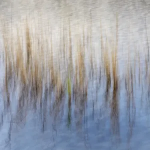 Reed stalks in water, abstract Reed stalks in water, abstract