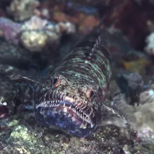 A reef lizardfish (Synodus variegatus) with sharp teeth