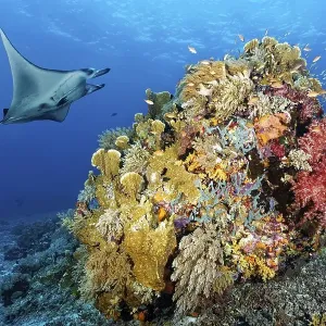 Reef manta ray (Manta alfredi) Reef manta ray (Manta alfredi)