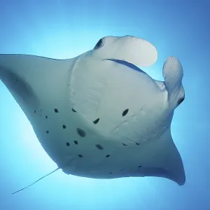 Reef manta ray (Manta alfredi) backlit by sun Reef manta ray (Manta alfredi) backlit by sun