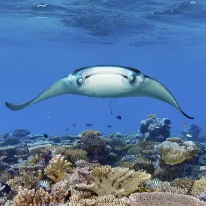 Reef manta ray (Mobula alfredi) from the front